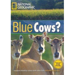 Blue Cows B1 + DVD