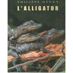 Alligator